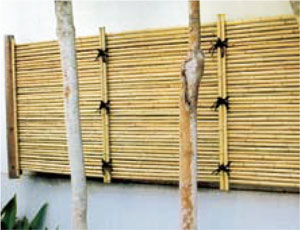 天然竹